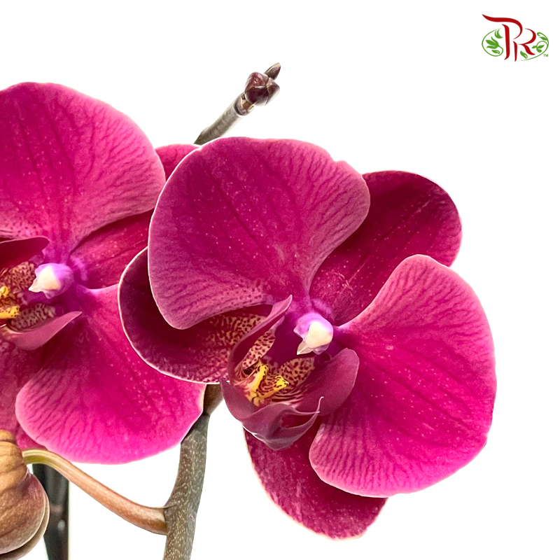 Phalaenopsis Ochid (China)- 3.5 Inch Pot (Double Stems or Single Stem) - Fully Bloomed-Pudu Ria Florist-prflorist.com.my