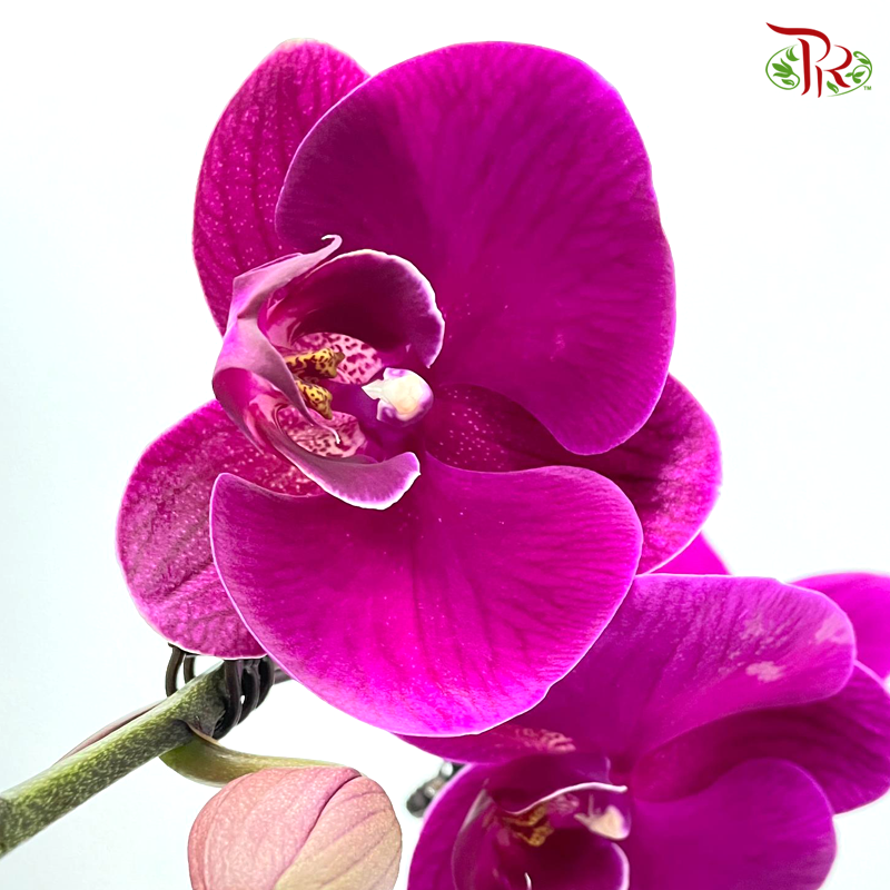 Phalaenopsis Ochid (China)- 3.5 Inch Pot (Double Stems or Single Stem) - Fully Bloomed-Pudu Ria Florist-prflorist.com.my