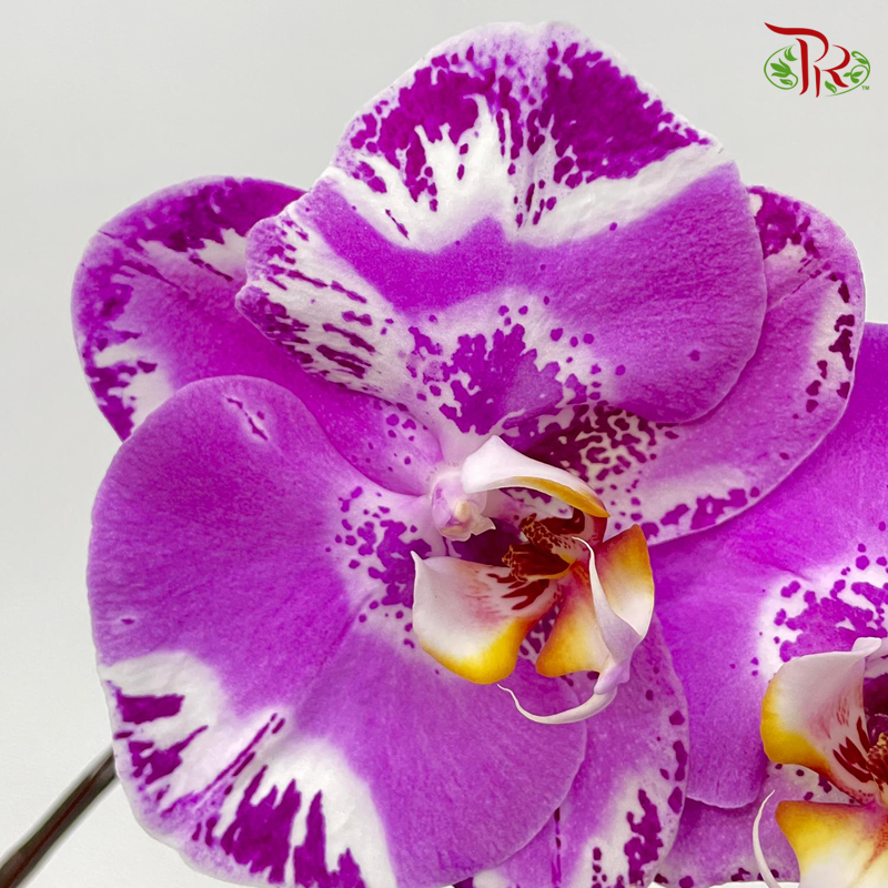 Phalaenopsis Ochid (China)- 3.5 Inch Pot (Double Stems or Single Stem) - Fully Bloomed-Pudu Ria Florist-prflorist.com.my