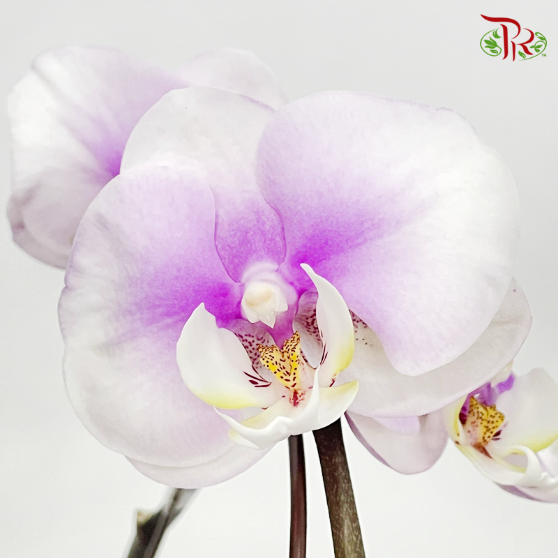 Phalaenopsis Ochid (China)- 3.5 Inch Pot (Double Stems or Single Stem) - Fully Bloomed-Pudu Ria Florist-prflorist.com.my