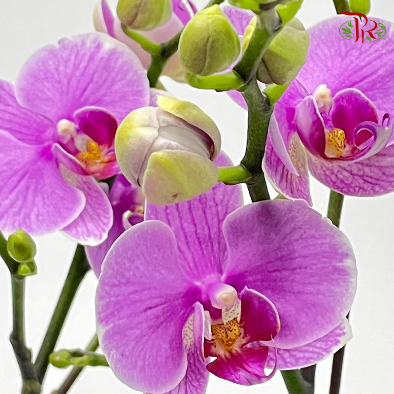 Phalaenopsis Ochid (China)- 3.5 Inch Pot (Double Stems or Single Stem) - Fully Bloomed-Pudu Ria Florist-prflorist.com.my