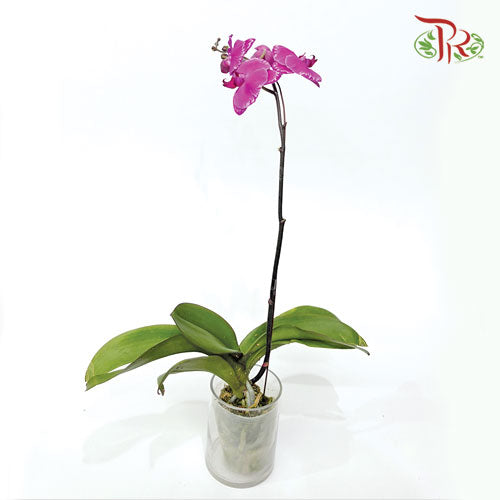 Phalaenopsis Orchid - Black With Stripes - 1《光芒四射》*With No Vase-Pudu Ria Florist-prflorist.com.my