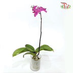 Phalaenopsis Orchid - Black With Stripes - 1《光芒四射》*With No Vase-Pudu Ria Florist-prflorist.com.my