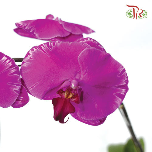 Phalaenopsis Orchid - Black With Stripes - 1《光芒四射》*With No Vase-Pudu Ria Florist-prflorist.com.my