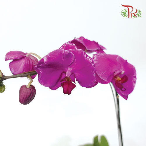 Phalaenopsis Orchid - Black With Stripes - 1《光芒四射》*With No Vase-Pudu Ria Florist-prflorist.com.my