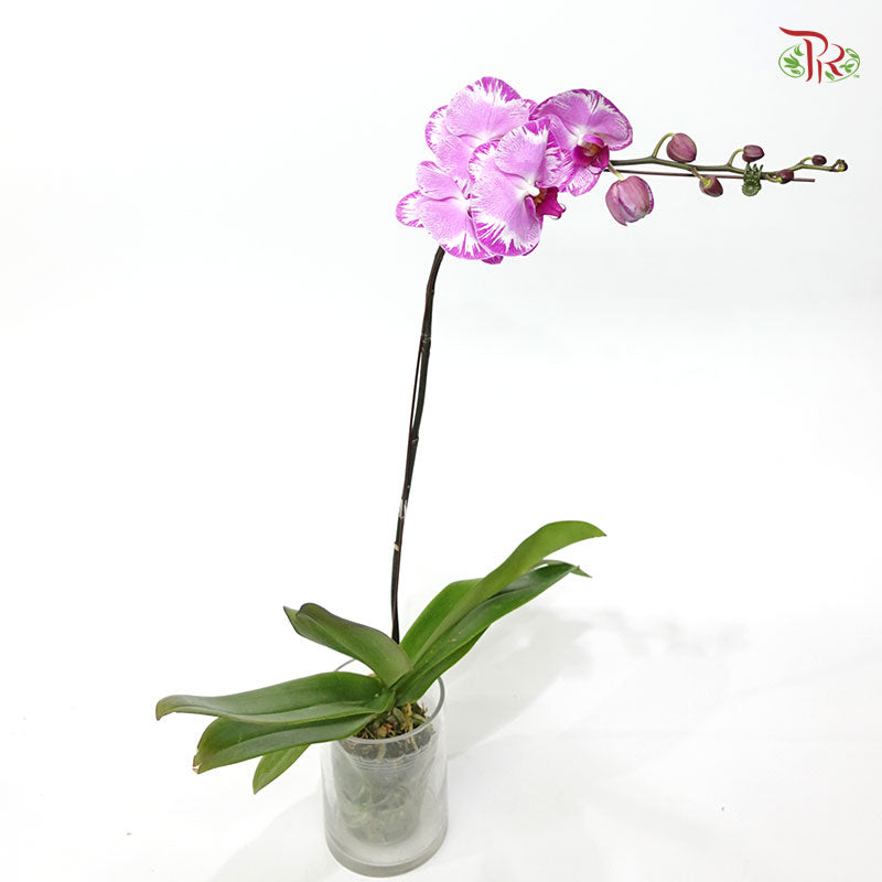 Phalaenopsis Orchid - Black With Stripes *With No Vase-Pudu Ria Florist-prflorist.com.my