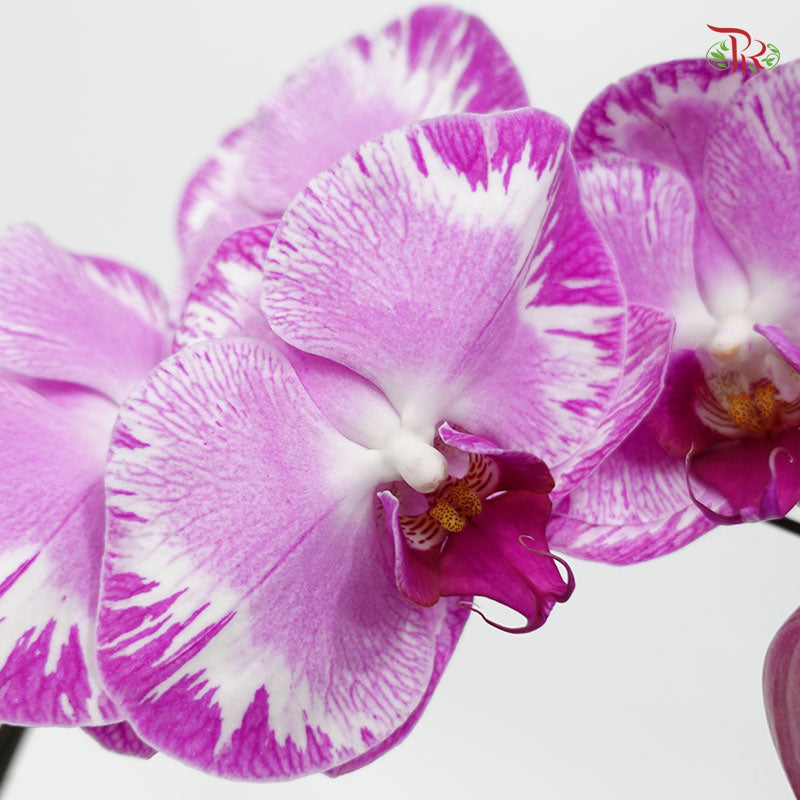 Phalaenopsis Orchid - Black With Stripes *With No Vase-Pudu Ria Florist-prflorist.com.my