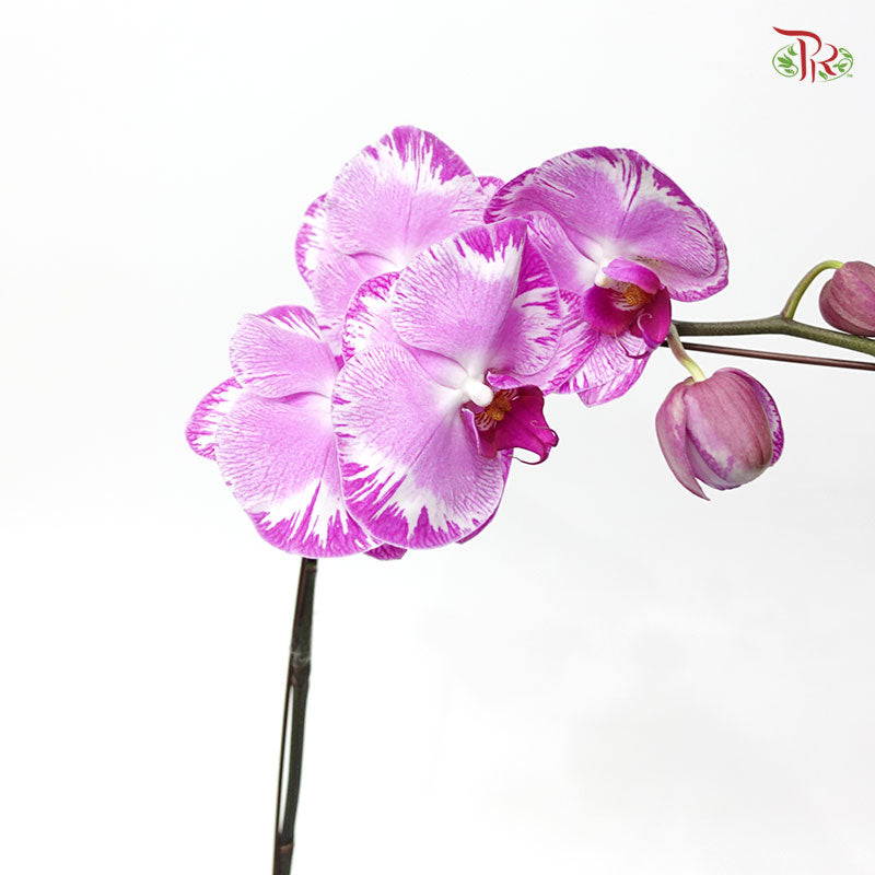 Phalaenopsis Orchid - Black With Stripes *With No Vase-Pudu Ria Florist-prflorist.com.my