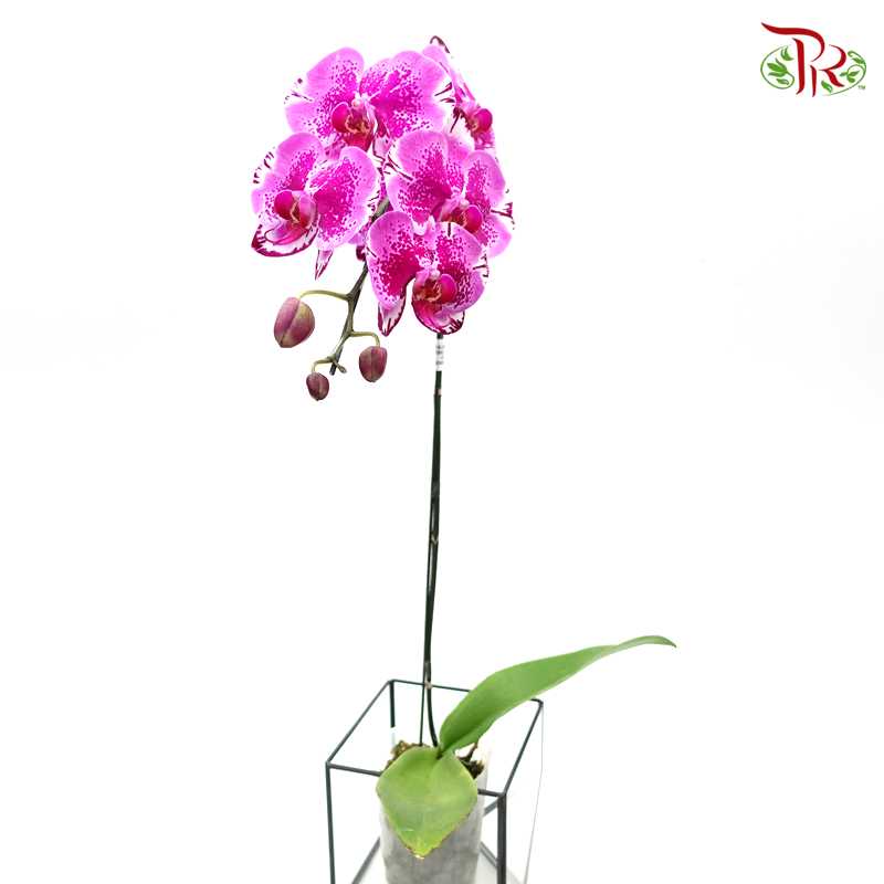 Phalaenopsis Orchid - Dark Purple Pattern *With No Vase-Vietnam-prflorist.com.my