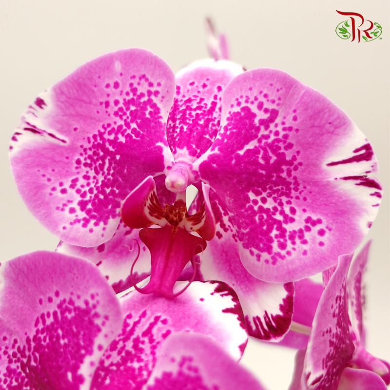 Phalaenopsis Orchid - Dark Purple Pattern *With No Vase-Vietnam-prflorist.com.my