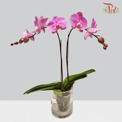 Phalaenopsis Orchid Double Stems - Light Pink *With No Vase-Pudu Ria Florist-prflorist.com.my