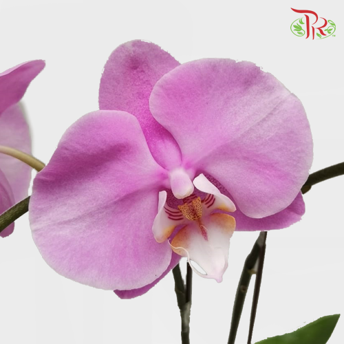 Phalaenopsis Orchid Double Stems - Light Pink *With No Vase-Pudu Ria Florist-prflorist.com.my