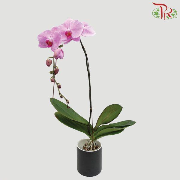Phalaenopsis Orchid - Light Pink With Pink Lips (Without Pot) *With No Vase-Pink-Vietnam-prflorist.com.my