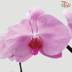 Phalaenopsis Orchid - Light Pink With Pink Lips (Without Pot) *With No Vase-Pink-Vietnam-prflorist.com.my