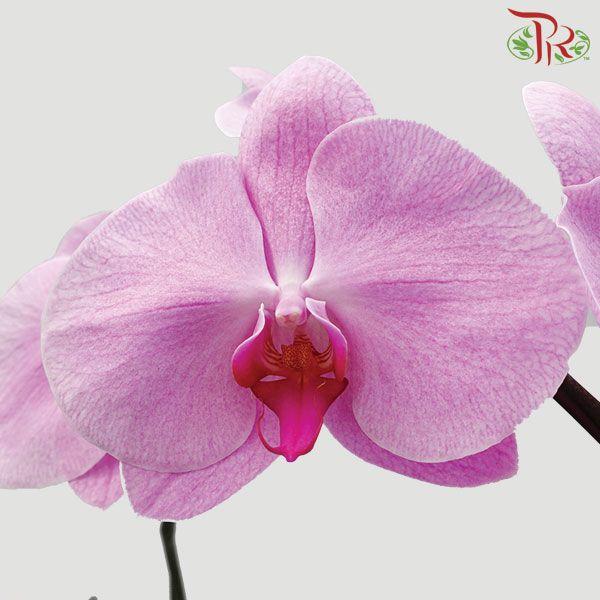 Phalaenopsis Orchid - Light Pink With Pink Lips (Without Pot) *With No Vase-Pink-Vietnam-prflorist.com.my