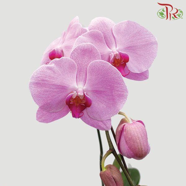 Phalaenopsis Orchid - Light Pink With Pink Lips (Without Pot) *With No Vase-Pink-Vietnam-prflorist.com.my