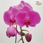 Phalaenopsis Orchid - Light Purple *With No Vase-Pudu Ria Florist-prflorist.com.my