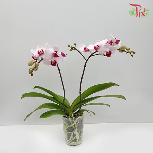 Phalaenopsis Orchid Mini - Light Pink *With No Vase-Vietnam-prflorist.com.my