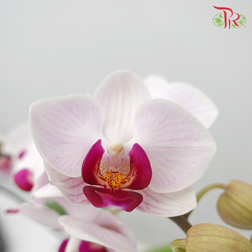 Phalaenopsis Orchid Mini - Light Pink *With No Vase-Vietnam-prflorist.com.my