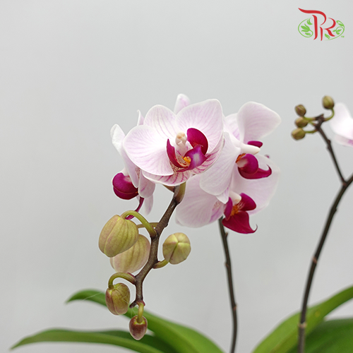 Phalaenopsis Orchid Mini - Light Pink *With No Vase-Vietnam-prflorist.com.my