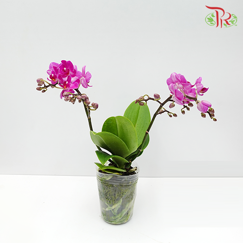 Phalaenopsis Orchid Mini - Purple *With No Vase-Vietnam-prflorist.com.my