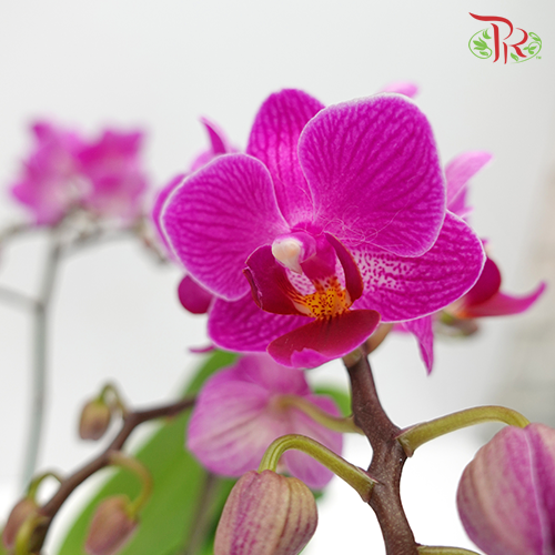 Phalaenopsis Orchid Mini - Purple *With No Vase-Vietnam-prflorist.com.my