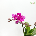 Phalaenopsis Orchid Mini - Purple *With No Vase-Vietnam-prflorist.com.my