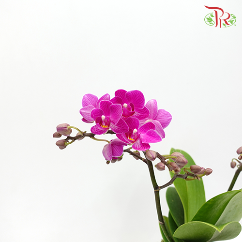 Phalaenopsis Orchid Mini - Purple *With No Vase-Vietnam-prflorist.com.my