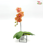 Phalaenopsis Orchid- Orange With Red Stripes *With No Vase-Pudu Ria Florist-prflorist.com.my