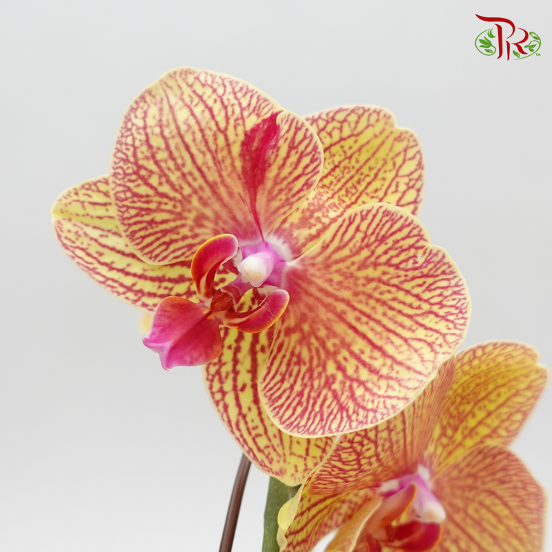 Phalaenopsis Orchid- Orange With Red Stripes *With No Vase-Pudu Ria Florist-prflorist.com.my