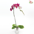 Phalaenopsis Orchid - Purple B (SRM 1142) *With No Vase-Pudu Ria Florist-prflorist.com.my