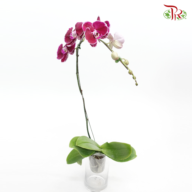 Phalaenopsis Orchid - Purple B (SRM 1142) *With No Vase-Pudu Ria Florist-prflorist.com.my
