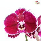 Phalaenopsis Orchid - Purple B (SRM 1142) *With No Vase-Pudu Ria Florist-prflorist.com.my
