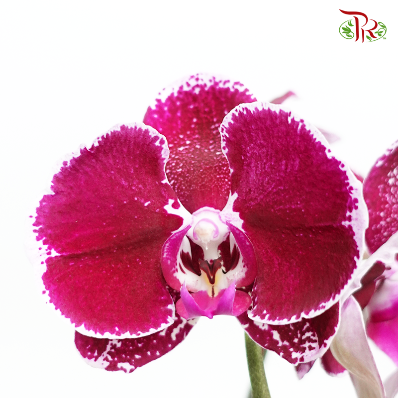 Phalaenopsis Orchid - Purple B (SRM 1142) *With No Vase-Pudu Ria Florist-prflorist.com.my