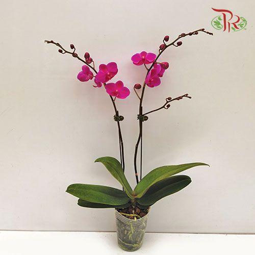Medium Phalaenopsis Orchid  (Double Stems)  *With No Vase
