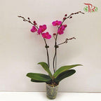 Medium Phalaenopsis Orchid  (Double Stems)  *With No Vase