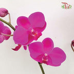 Medium Phalaenopsis Orchid  (Double Stems)  *With No Vase