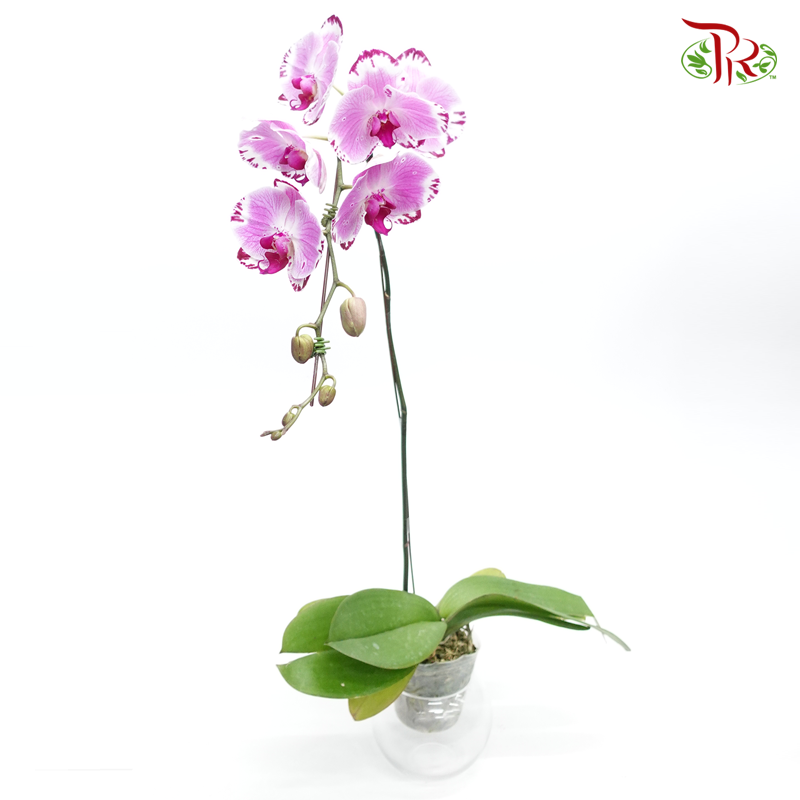 Phalaenopsis Orchid - Purple PBSB (3E- 40)-1 *With No Vase-Pudu Ria Florist-prflorist.com.my