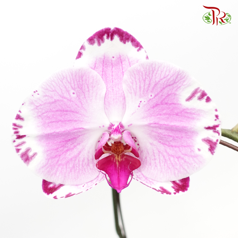 Phalaenopsis Orchid - Purple PBSB (3E- 40)-1 *With No Vase-Pudu Ria Florist-prflorist.com.my
