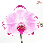 Phalaenopsis Orchid - Purple PBSB (3E- 40)-1 *With No Vase-Pudu Ria Florist-prflorist.com.my