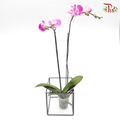 Phalaenopsis Orchid- Purple With Stripes (Mini Double Stems) *With No Vase-Pudu Ria Florist-prflorist.com.my