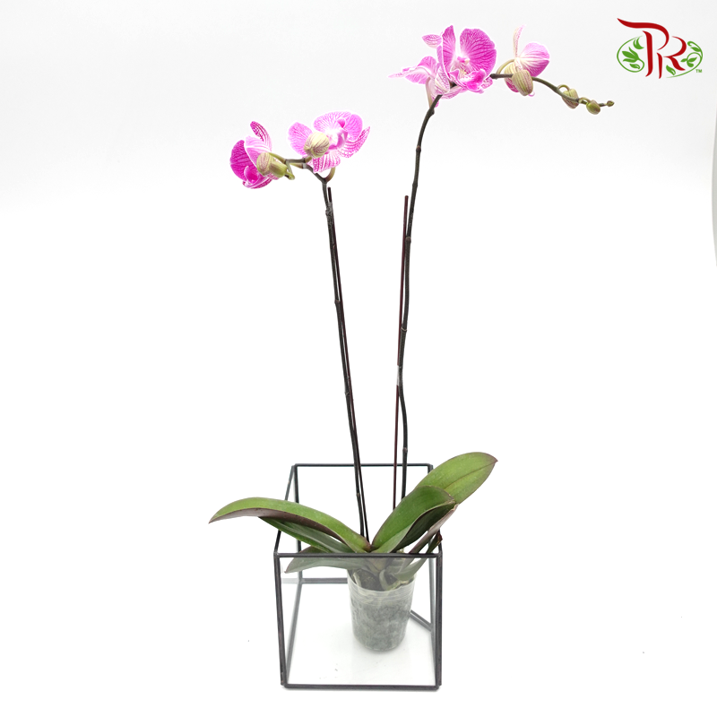 Phalaenopsis Orchid- Purple With Stripes (Mini Double Stems) *With No Vase-Pudu Ria Florist-prflorist.com.my