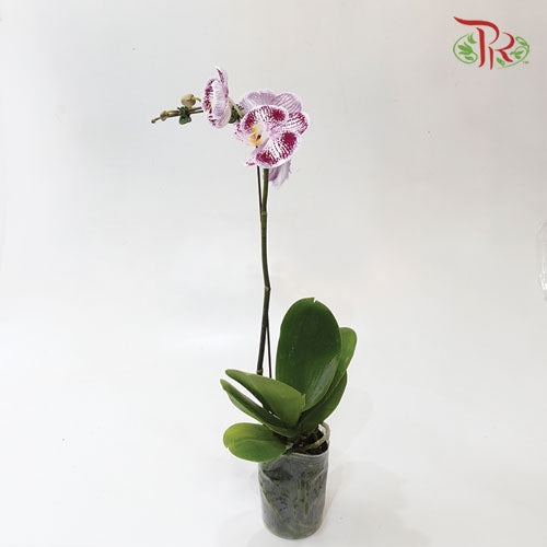 Phalaenopsis Orchid - White With Purple Pattern *With No Vase-Pudu Ria Florist-prflorist.com.my