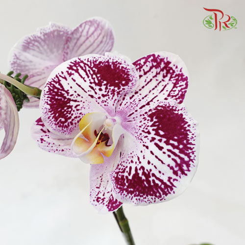 Phalaenopsis Orchid - White With Purple Pattern *With No Vase-Pudu Ria Florist-prflorist.com.my