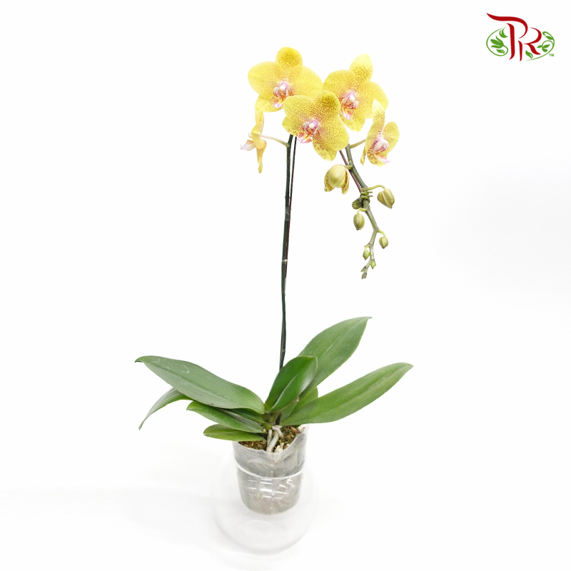 Phalaenopsis Orchid - Yellow MD- YPSP (015)-Pudu Ria Florist-prflorist.com.my