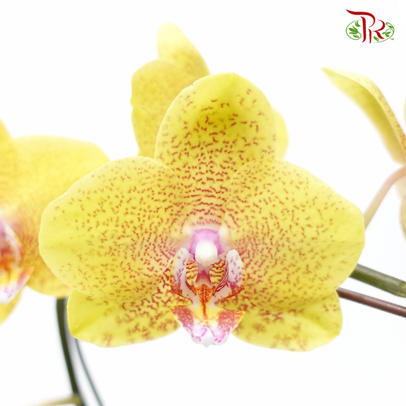 Phalaenopsis Orchid - Yellow MD- YPSP (015)-Pudu Ria Florist-prflorist.com.my