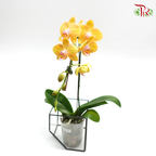 Phalaenopsis Orchid- Yellow With Pink Stripes *With No Vase-Pudu Ria Florist-prflorist.com.my