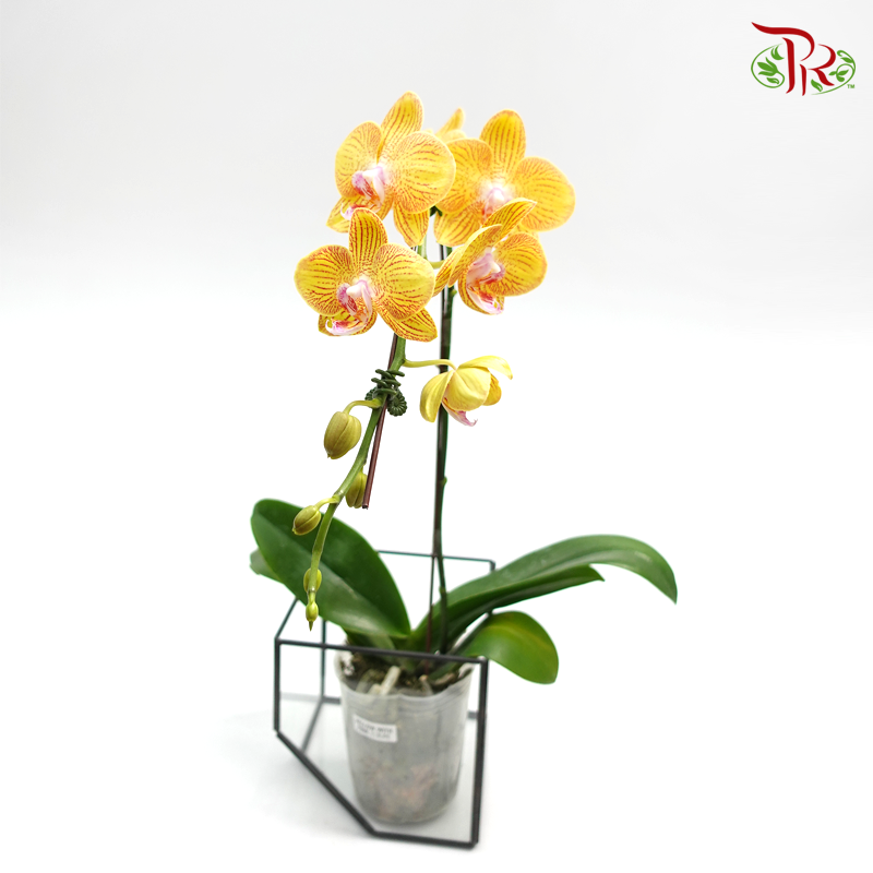 Phalaenopsis Orchid- Yellow With Pink Stripes *With No Vase-Pudu Ria Florist-prflorist.com.my