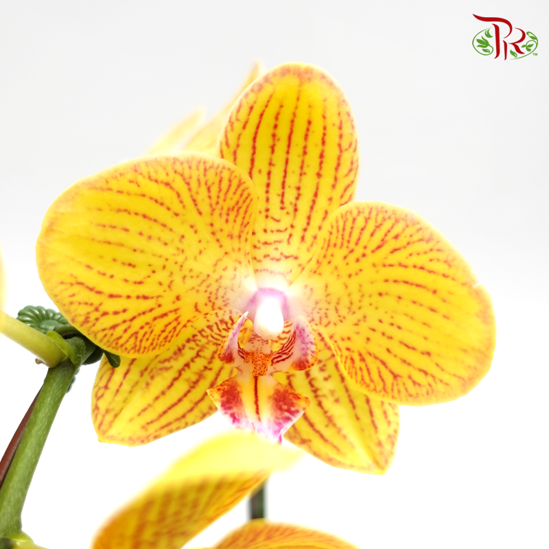 Phalaenopsis Orchid- Yellow With Pink Stripes *With No Vase-Pudu Ria Florist-prflorist.com.my