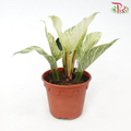 Philodendron Birkin《铂金金钻蔓绿绒》